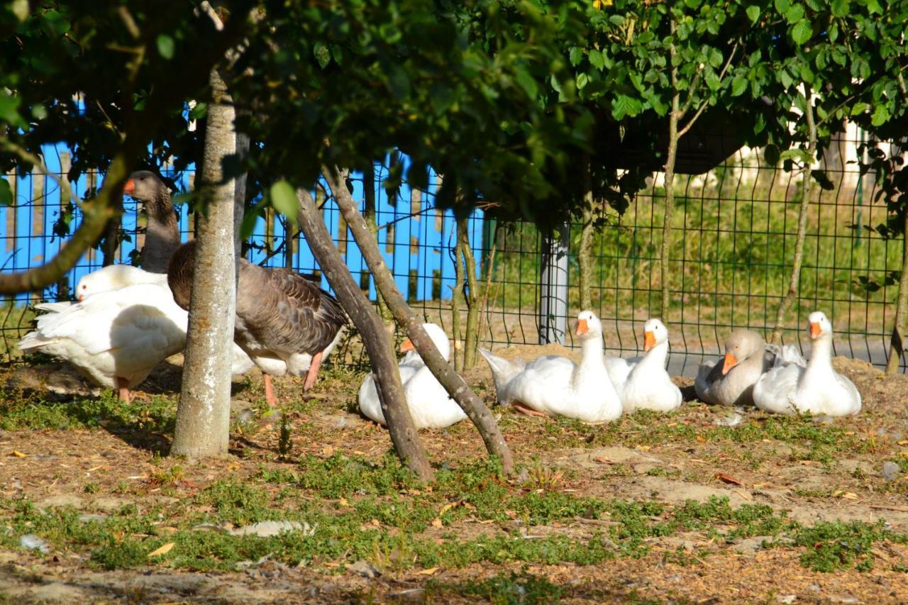 Alaguyauder le KOTA Bed & Breakfast Chatillon-sur-Broue Bagian luar foto